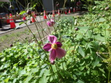 0908花壇ボランティア