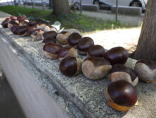 0908トチノミ