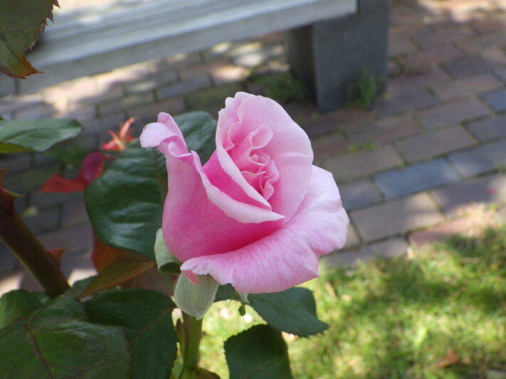 0924春芳蕾