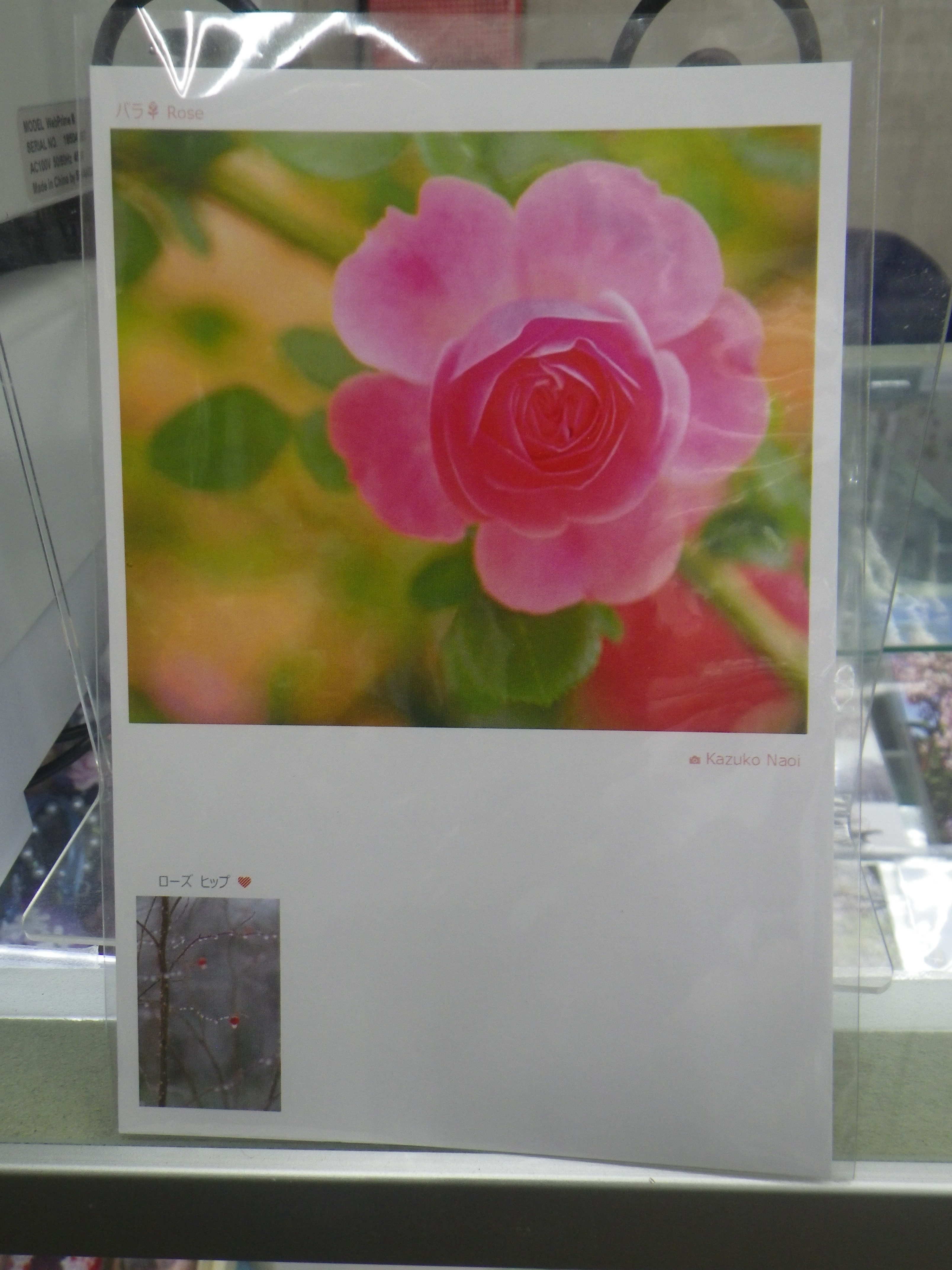 直井和子ポストカードの画像