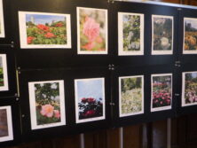 0923バラ写真展