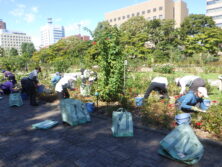 0924バラボランティア