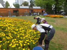 0929花壇ボランティア