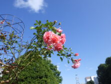 1015西12丁目バラ園