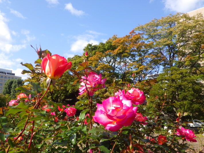 1015秋バラと紅葉