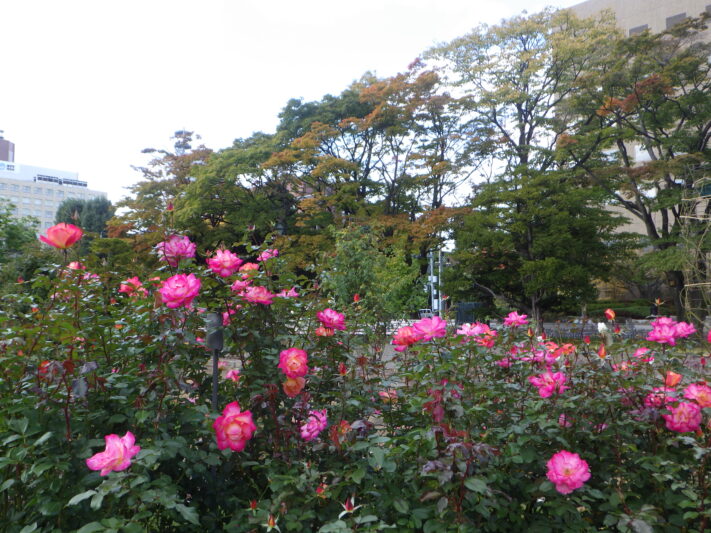 紅葉と秋バラ