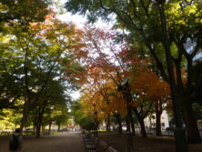 紅葉の様子
