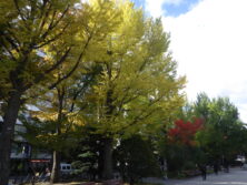 黄葉の様子