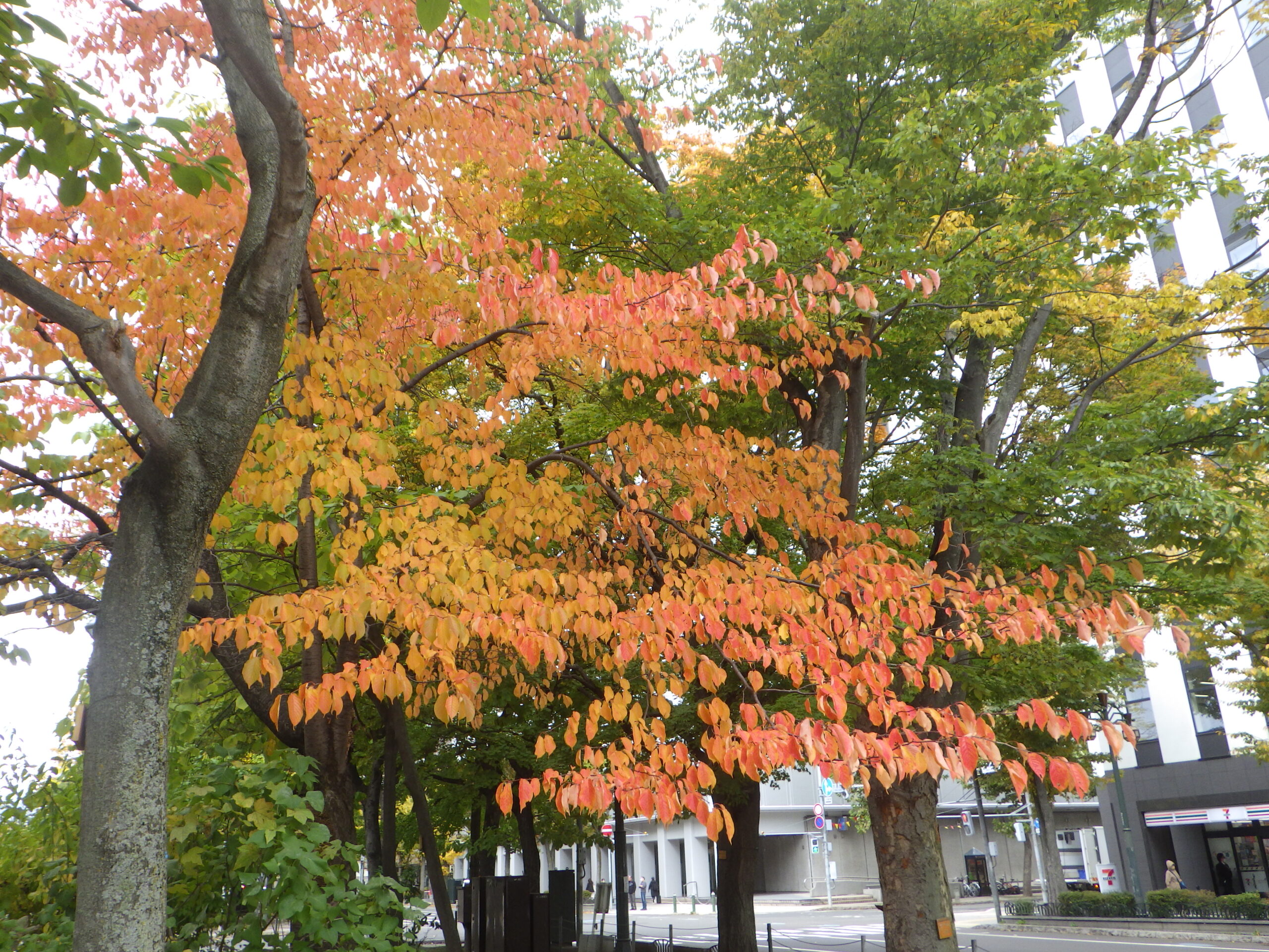 20251021園内の紅葉