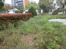 1022修景バラの枝切り後