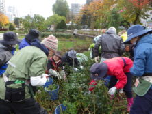 1029バラボランティア