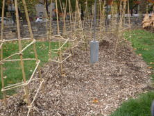 1031ウッドチップ