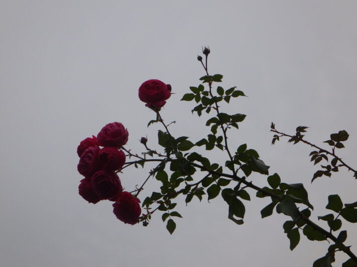 1031ポンポネッラ