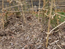 1031ウッドチップ