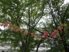 0919桜の紅葉