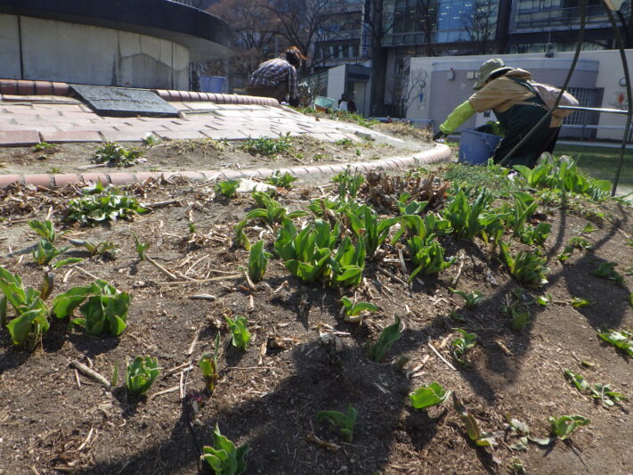 0406花壇ボランティア