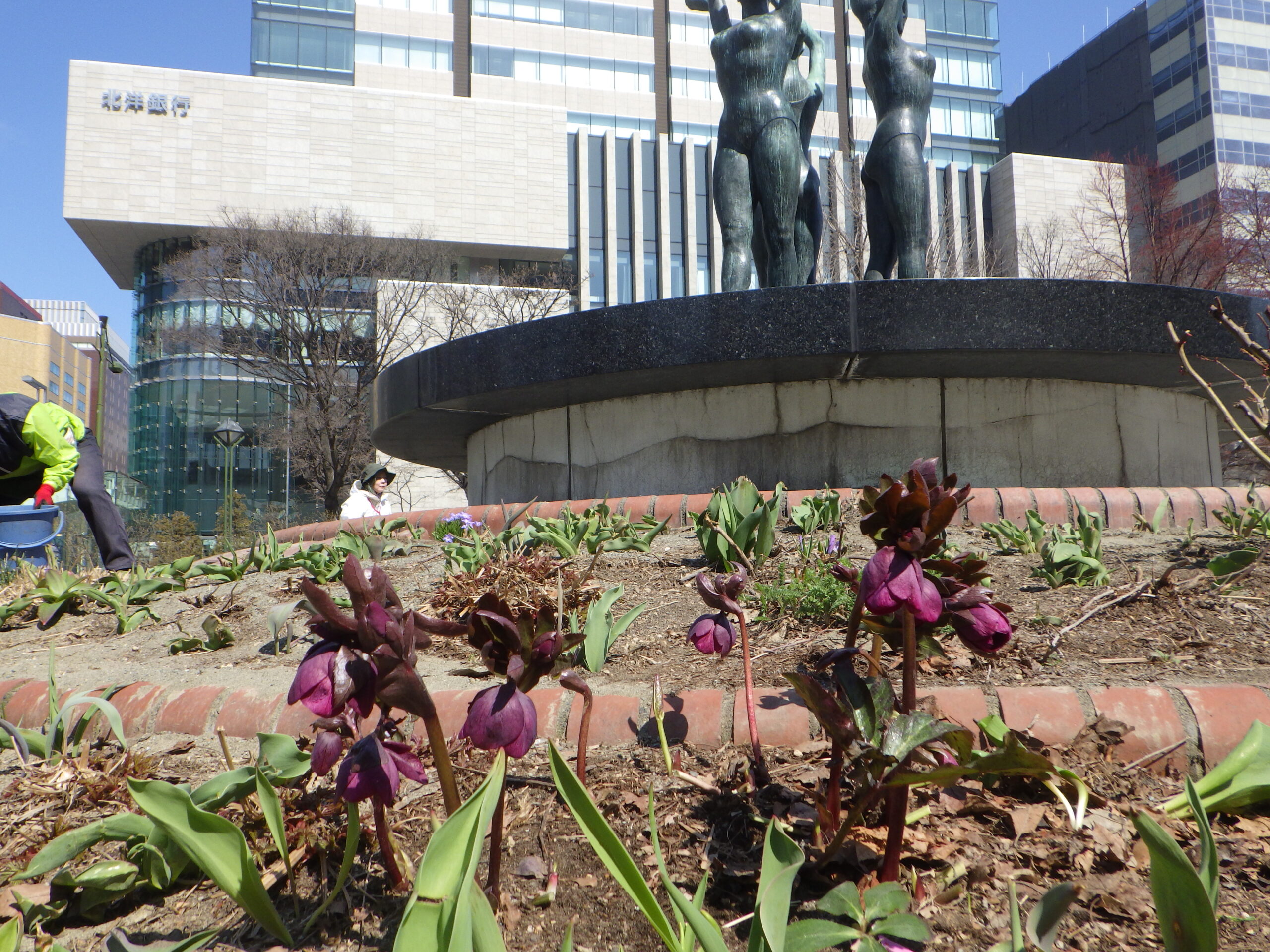 0406クリスマスローズ