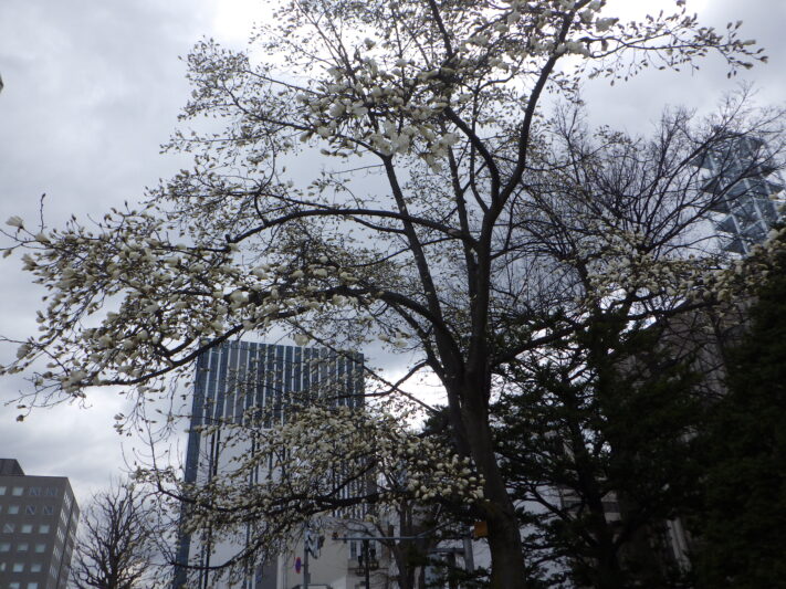 0413西5丁目キタコブシ