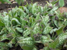 0406西6丁目花壇