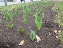 0406西6丁目花壇