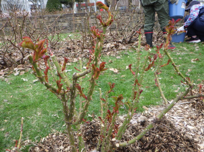 0415剪定後のバラ