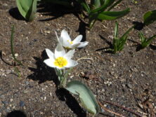 西3丁目泉の像花壇