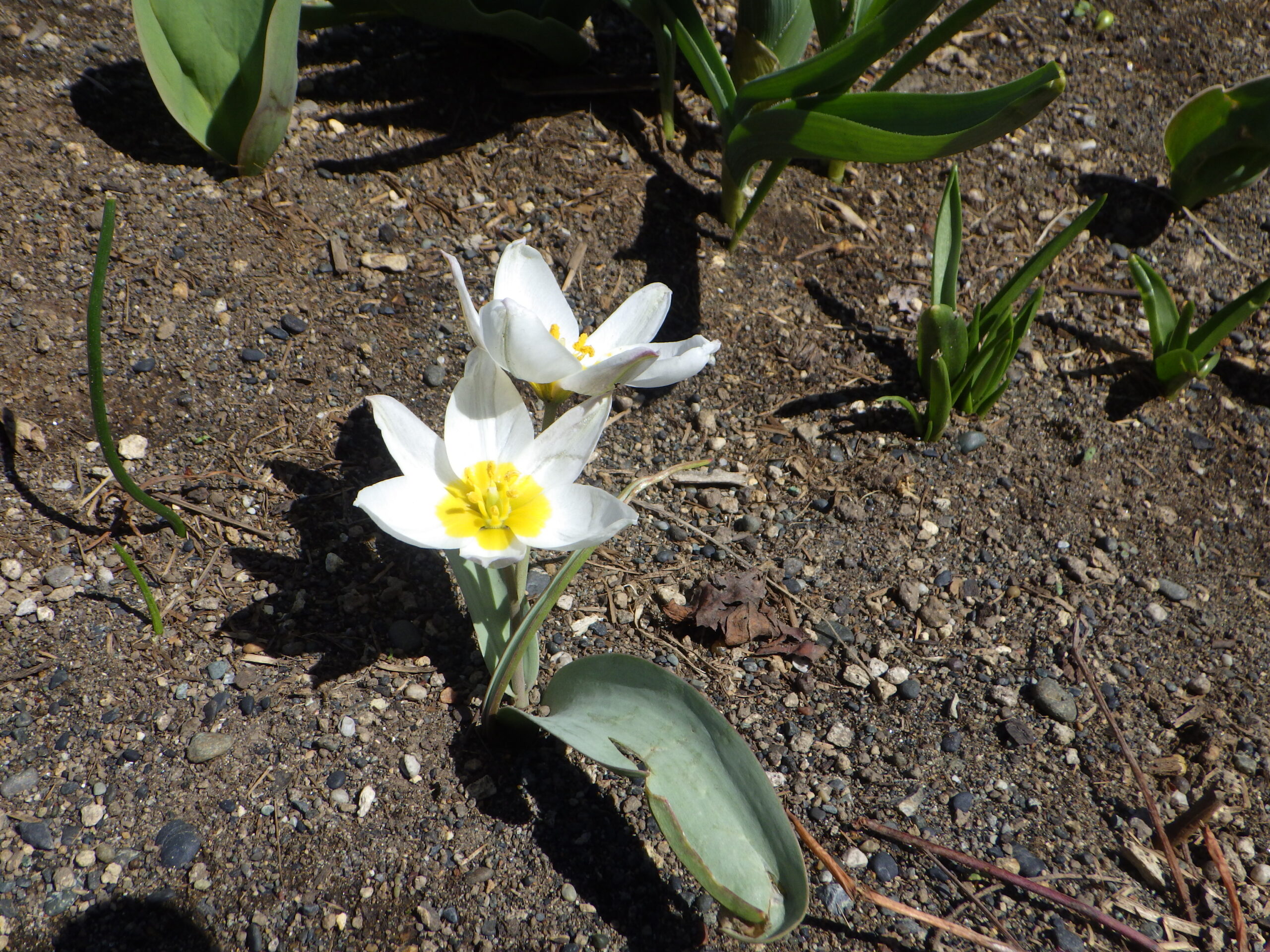 西3丁目泉の像花壇