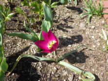 西3丁目泉の像花壇