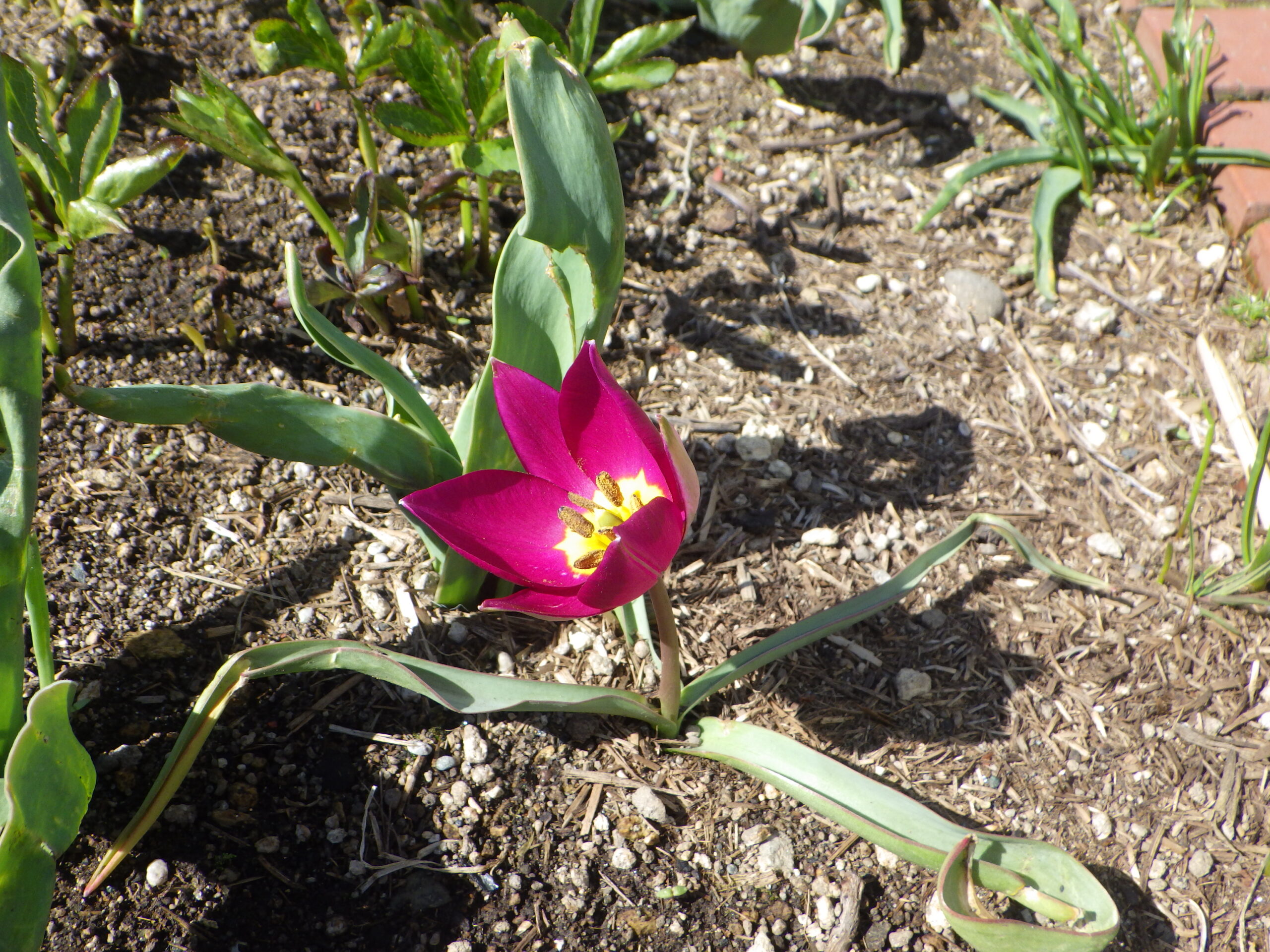 西3丁目泉の像花壇