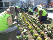 0416春花壇植え込み