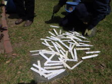 西6丁目サクラソウ