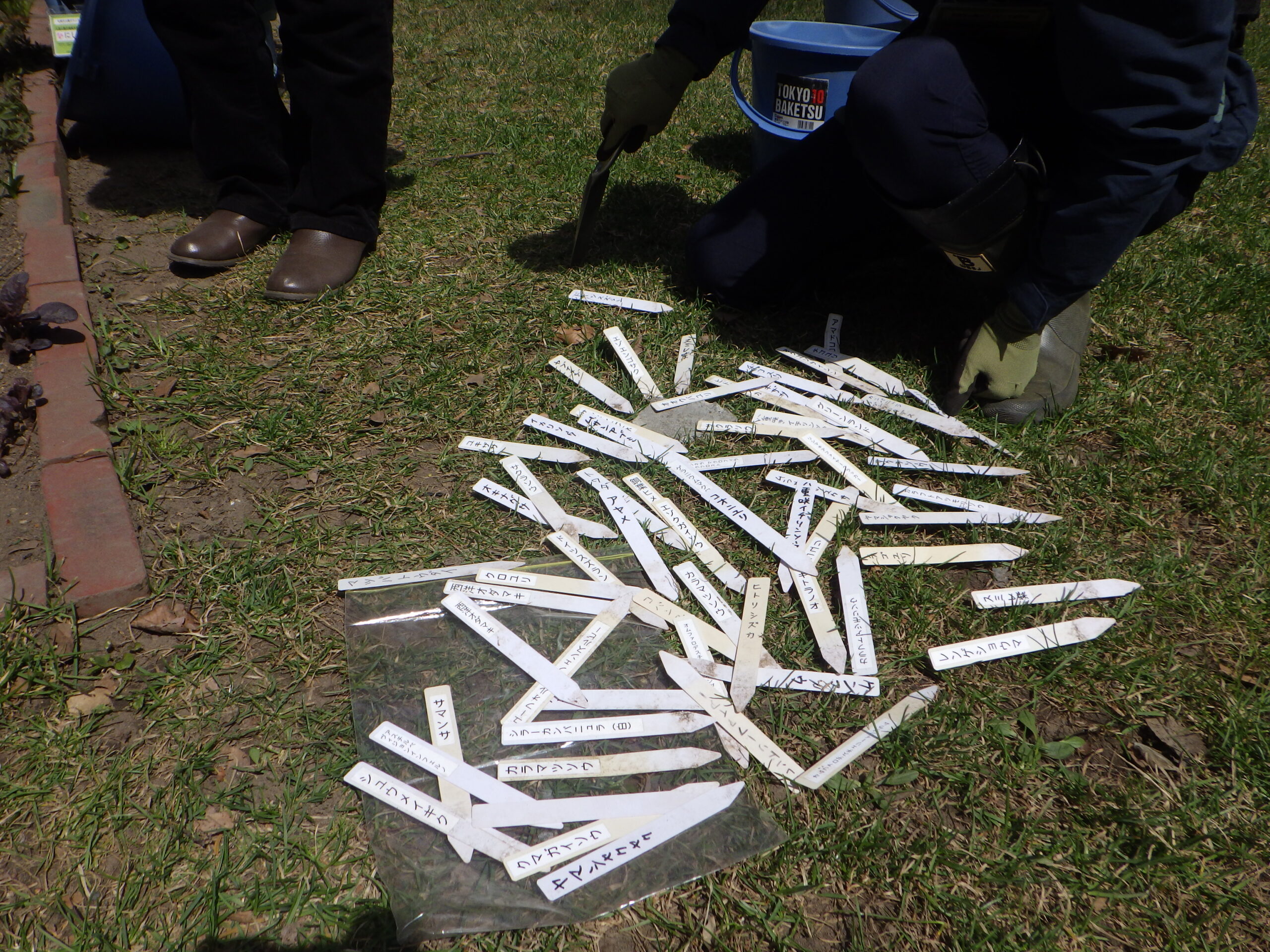 西6丁目サクラソウ