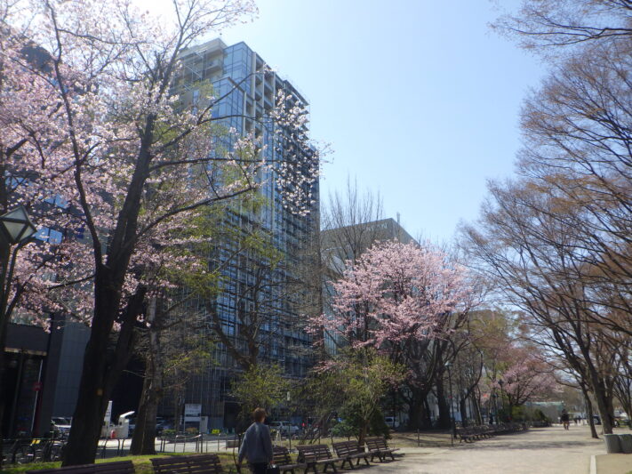 西6丁目エゾヤマザクラ