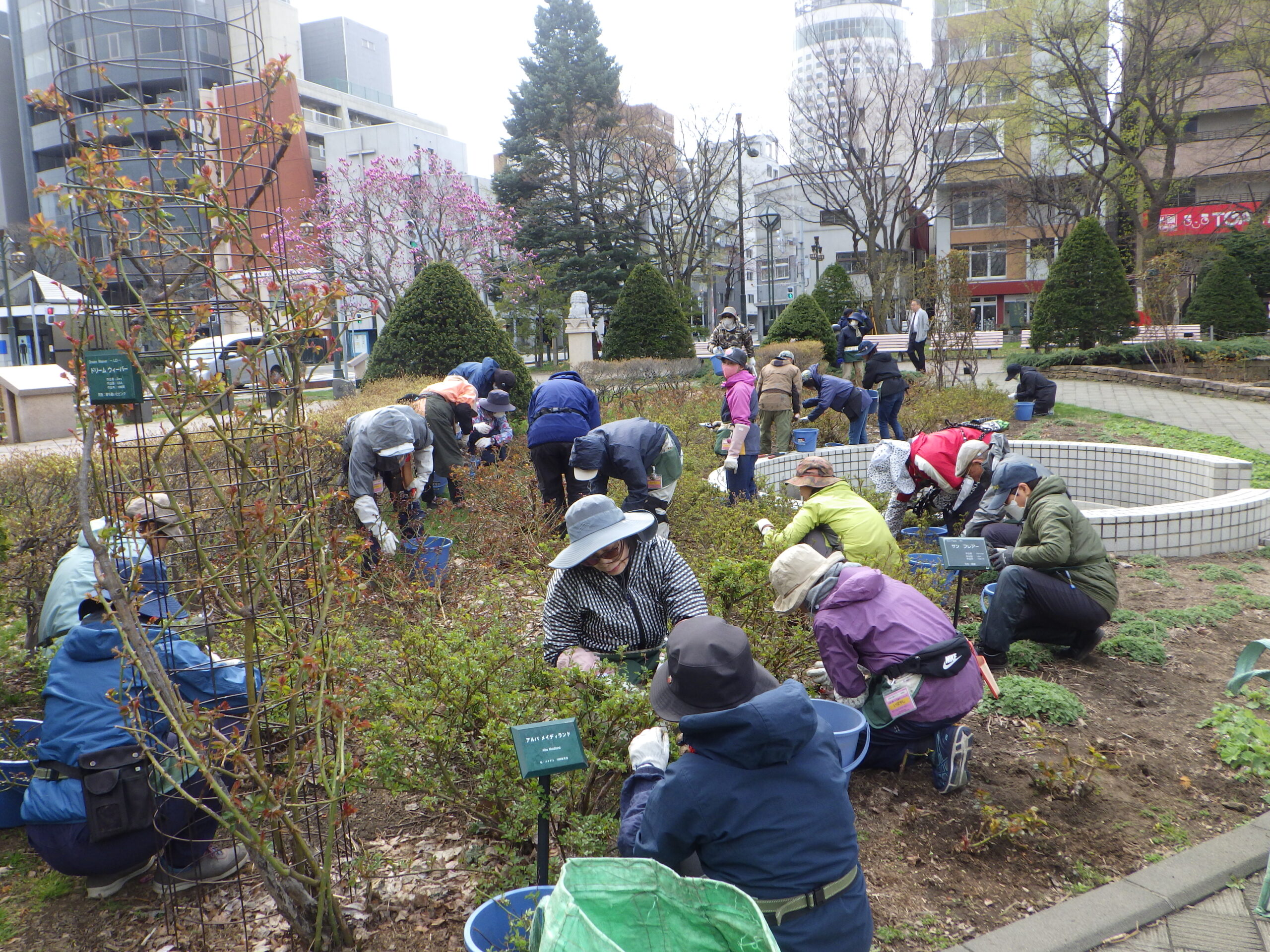 0422バラボランティア