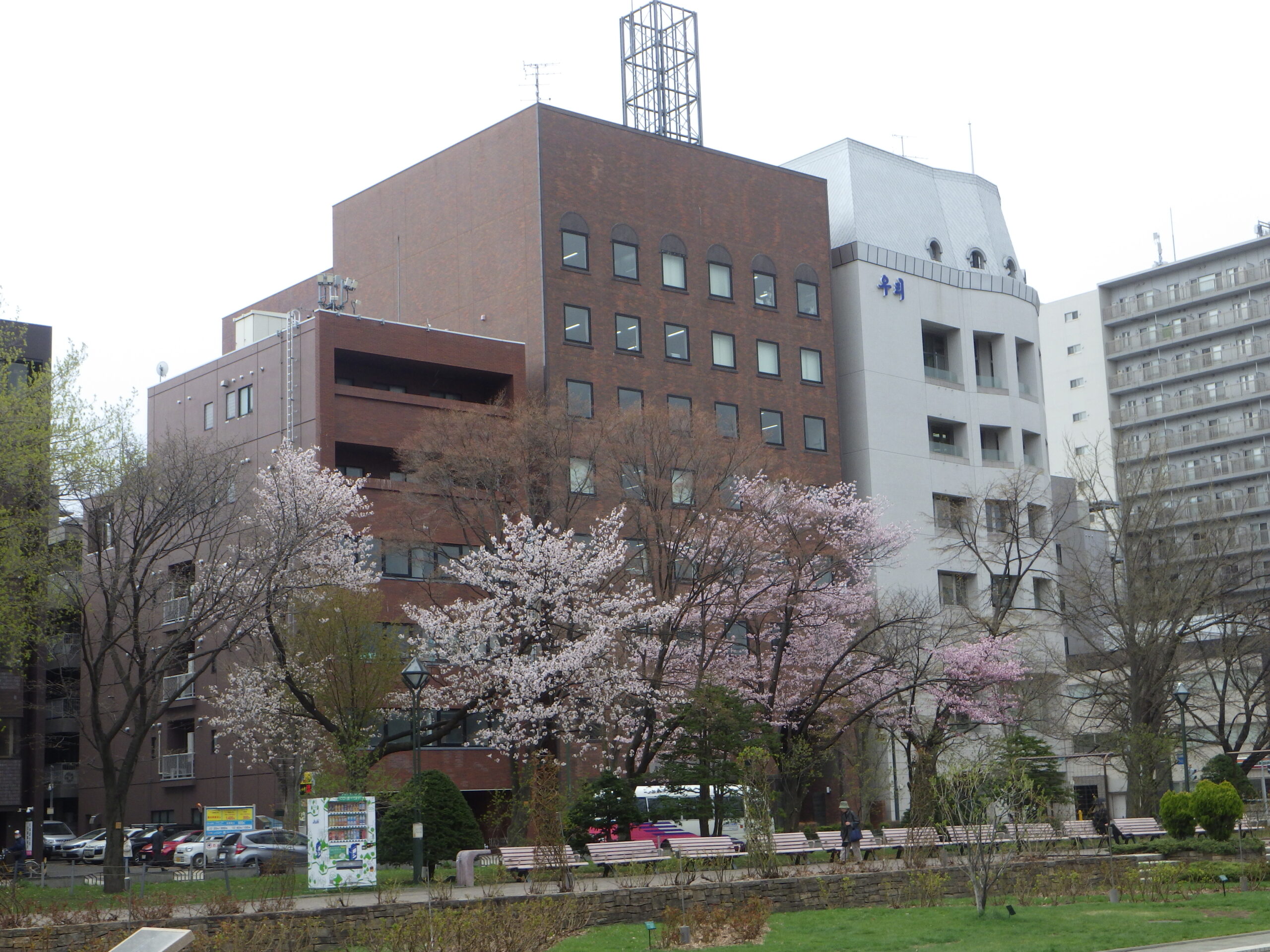 0422西12丁目エゾヤマザクラ