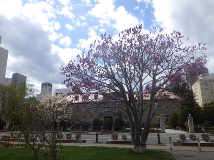 0424サラサモクレン