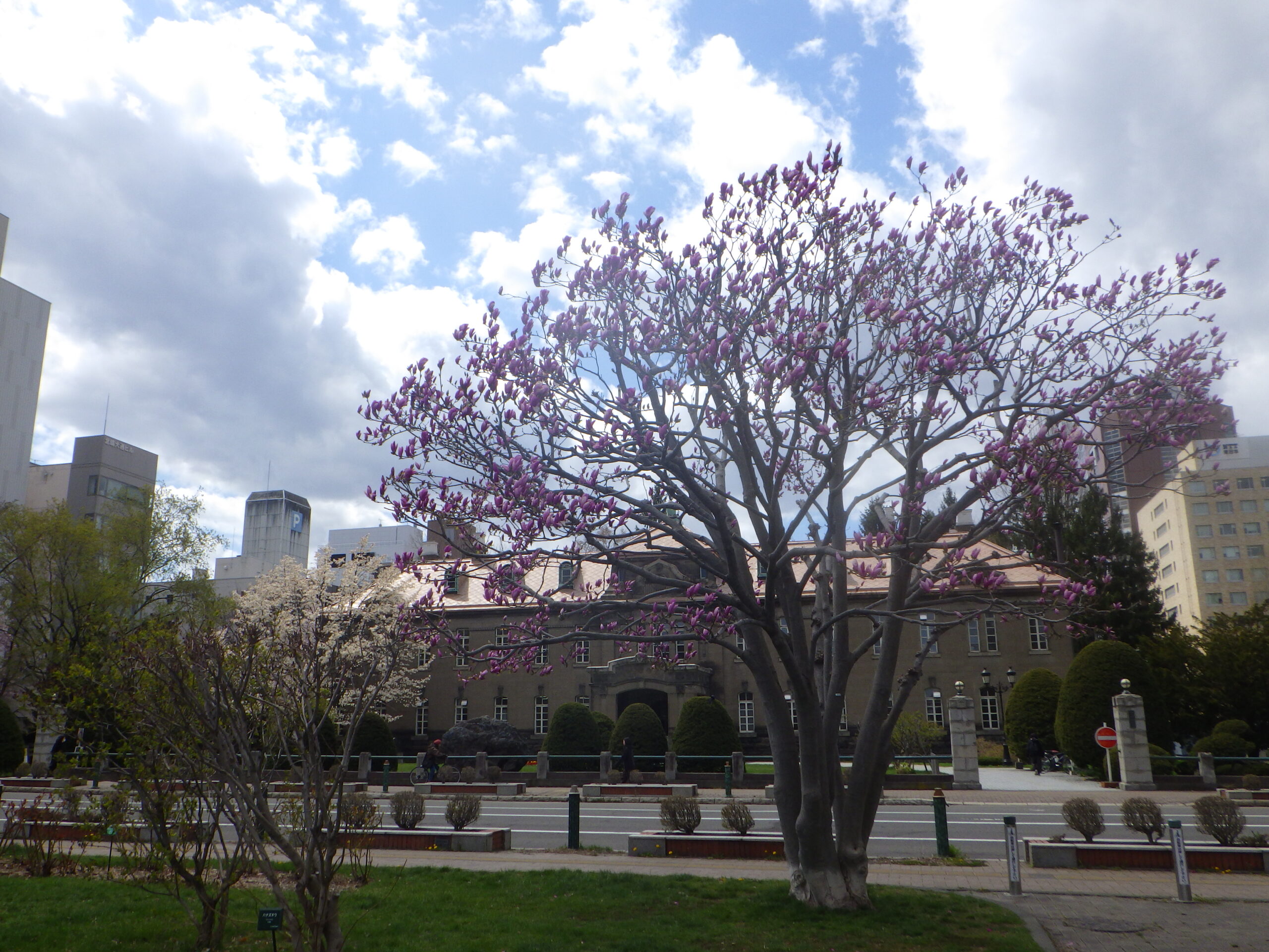 0424サラサモクレン