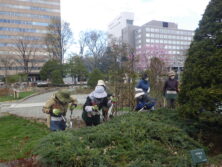 0424グリーンカーペット剪定