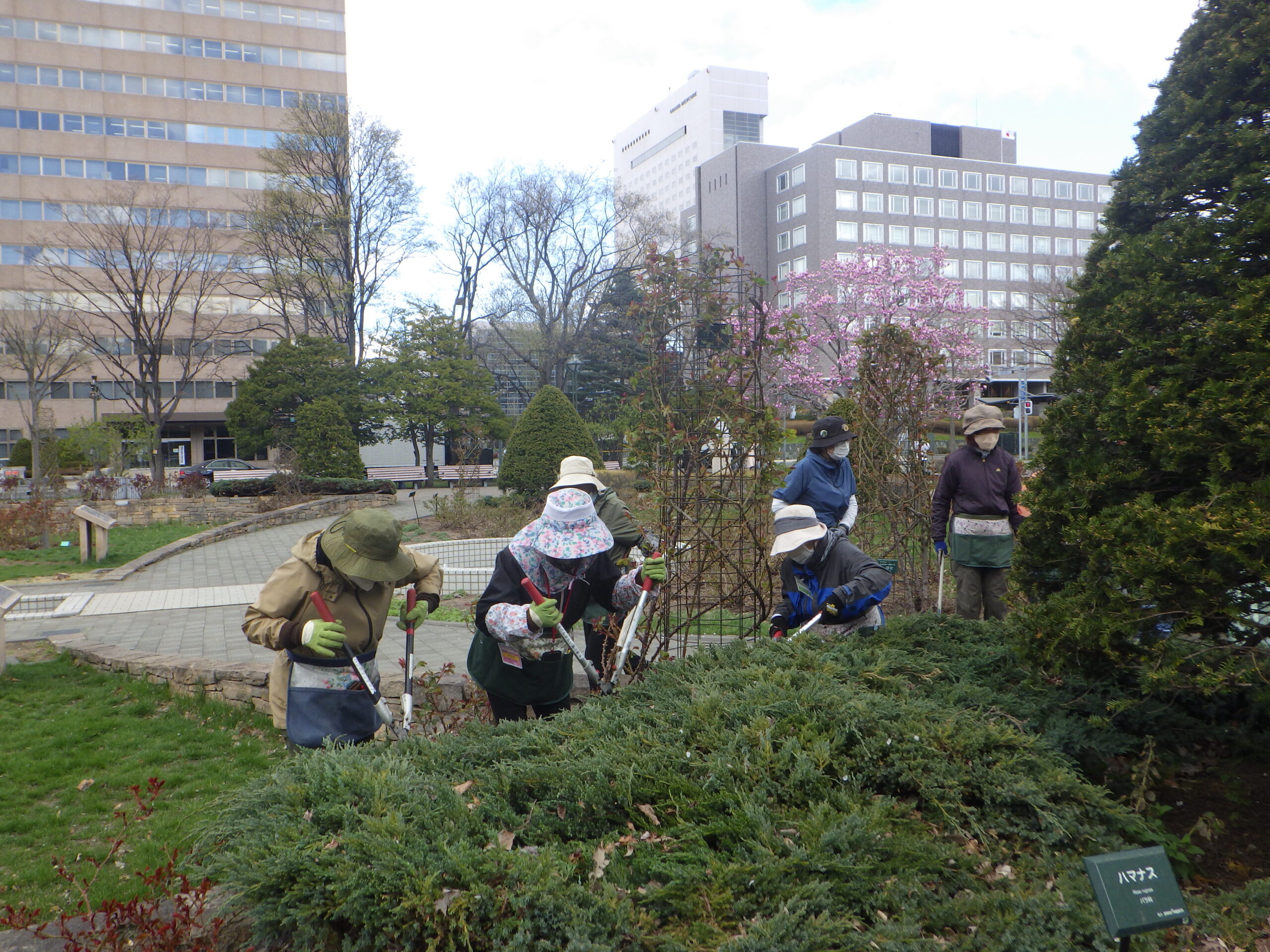 0424グリーンカーペット剪定
