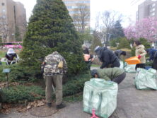 0424グリーンカーペット剪定