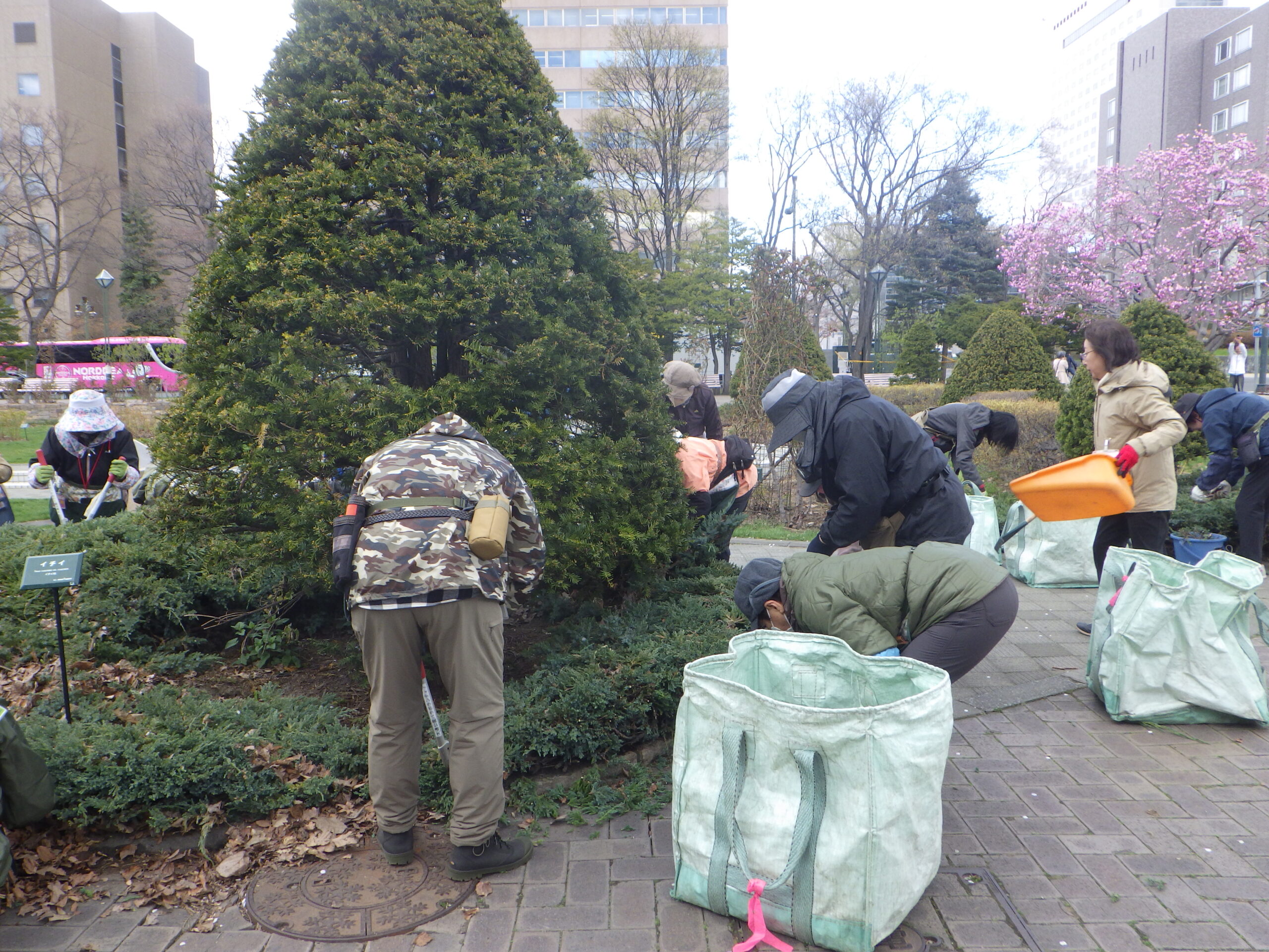 0424グリーンカーペット剪定