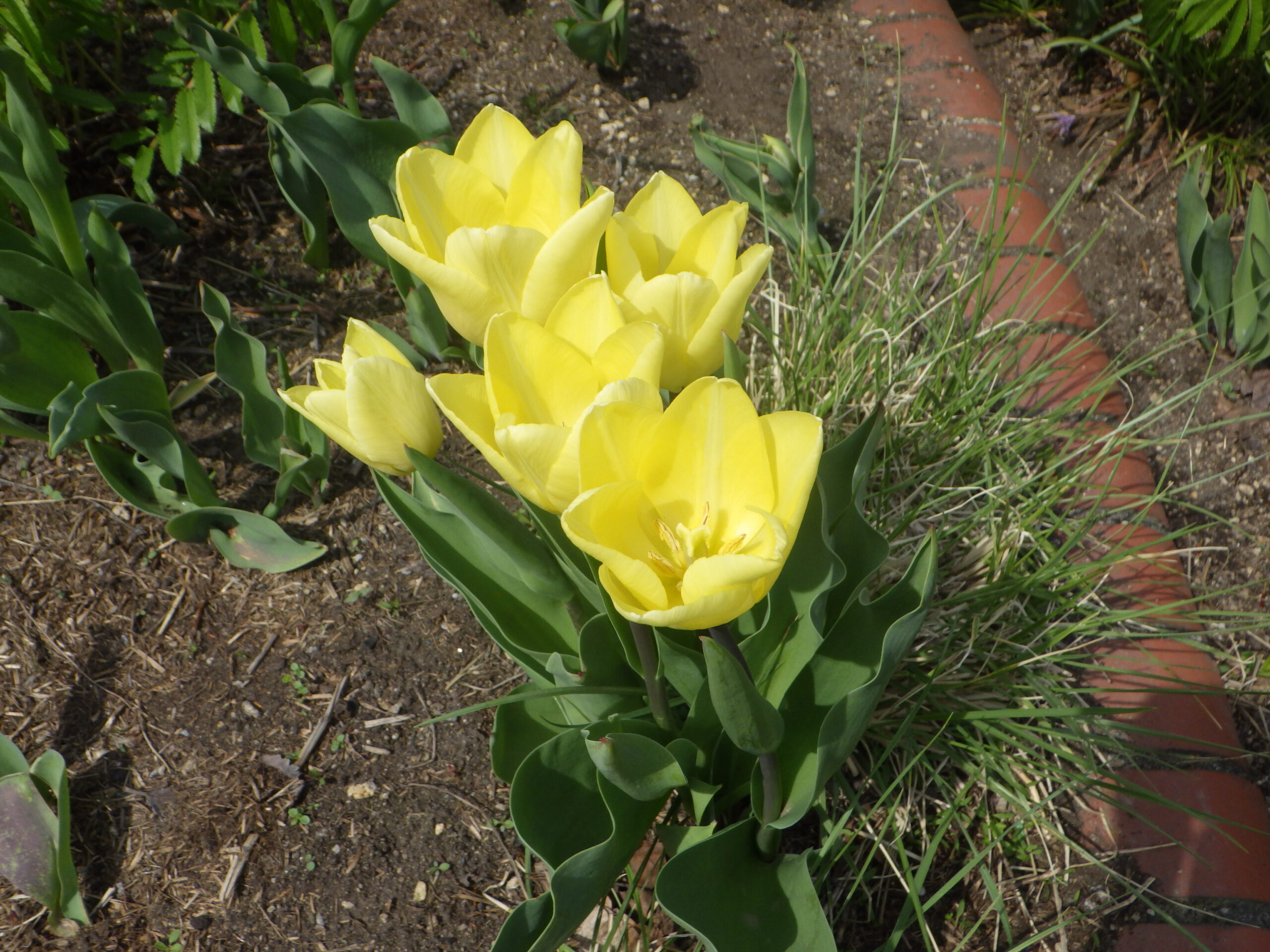 0427チューリップ