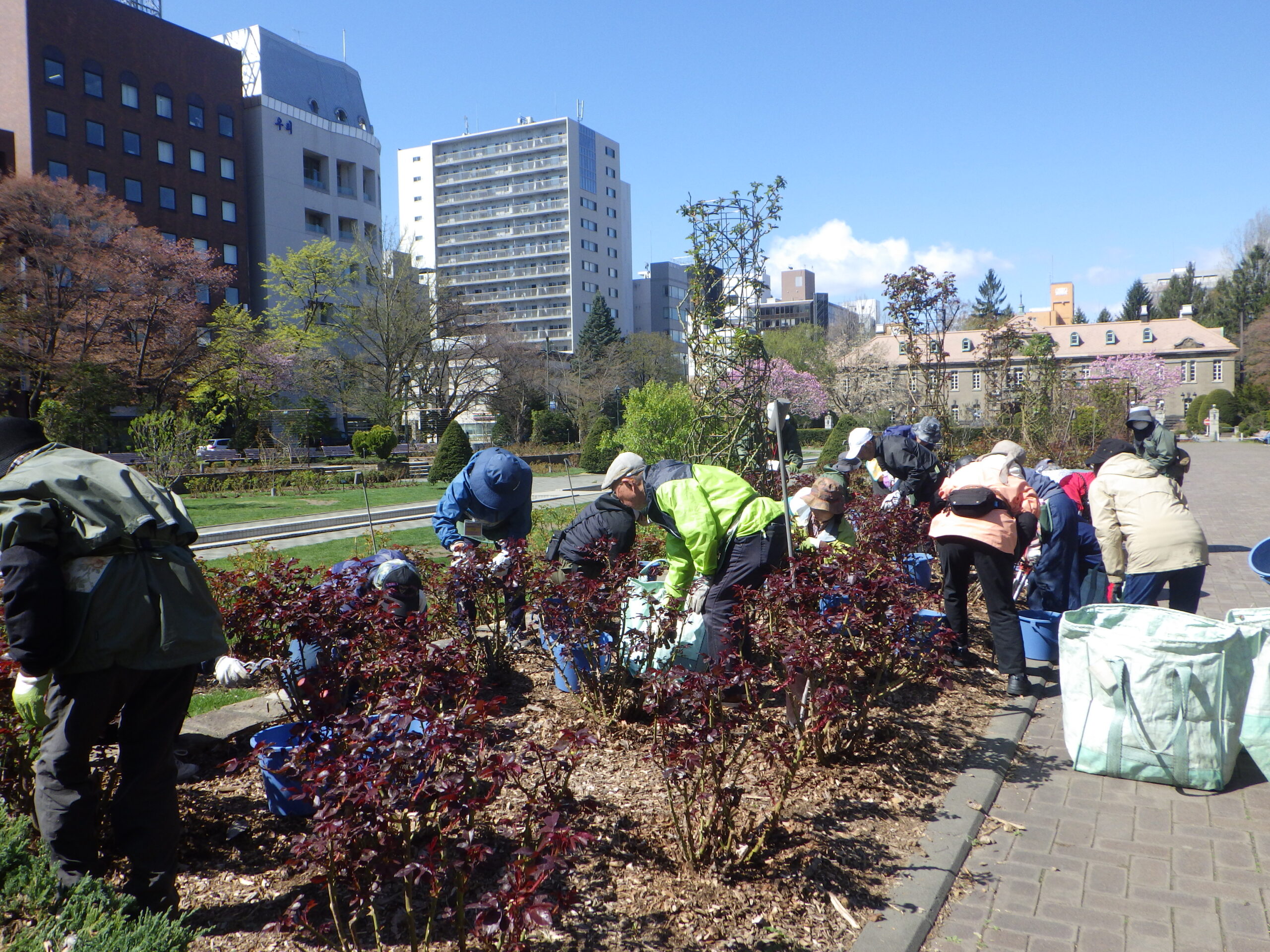 0429バラボランティア