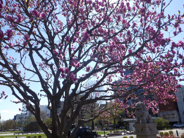 0429西12丁目サラサモクレン