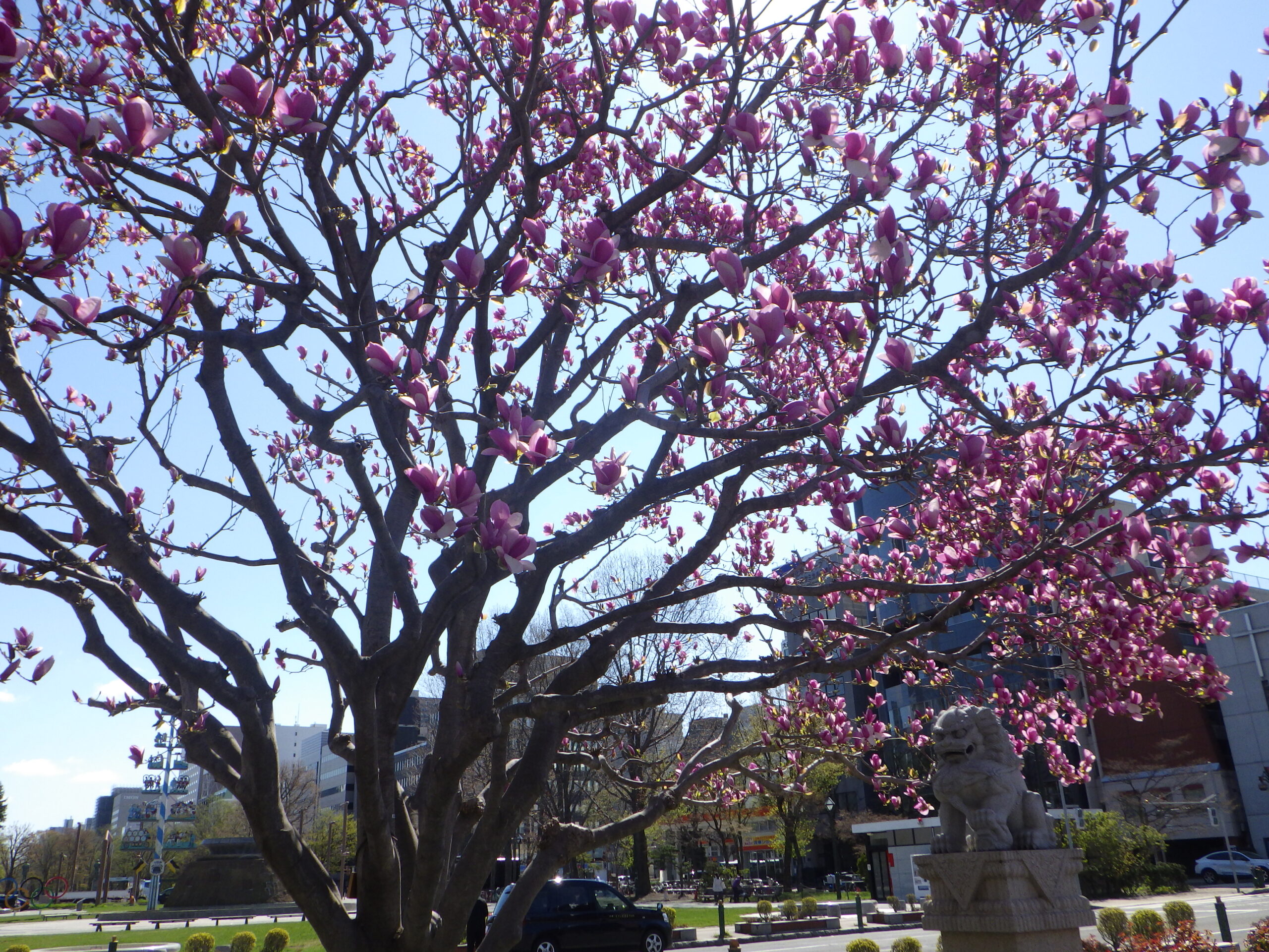 0429西12丁目サラサモクレン