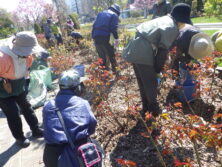 0429バラボランティア