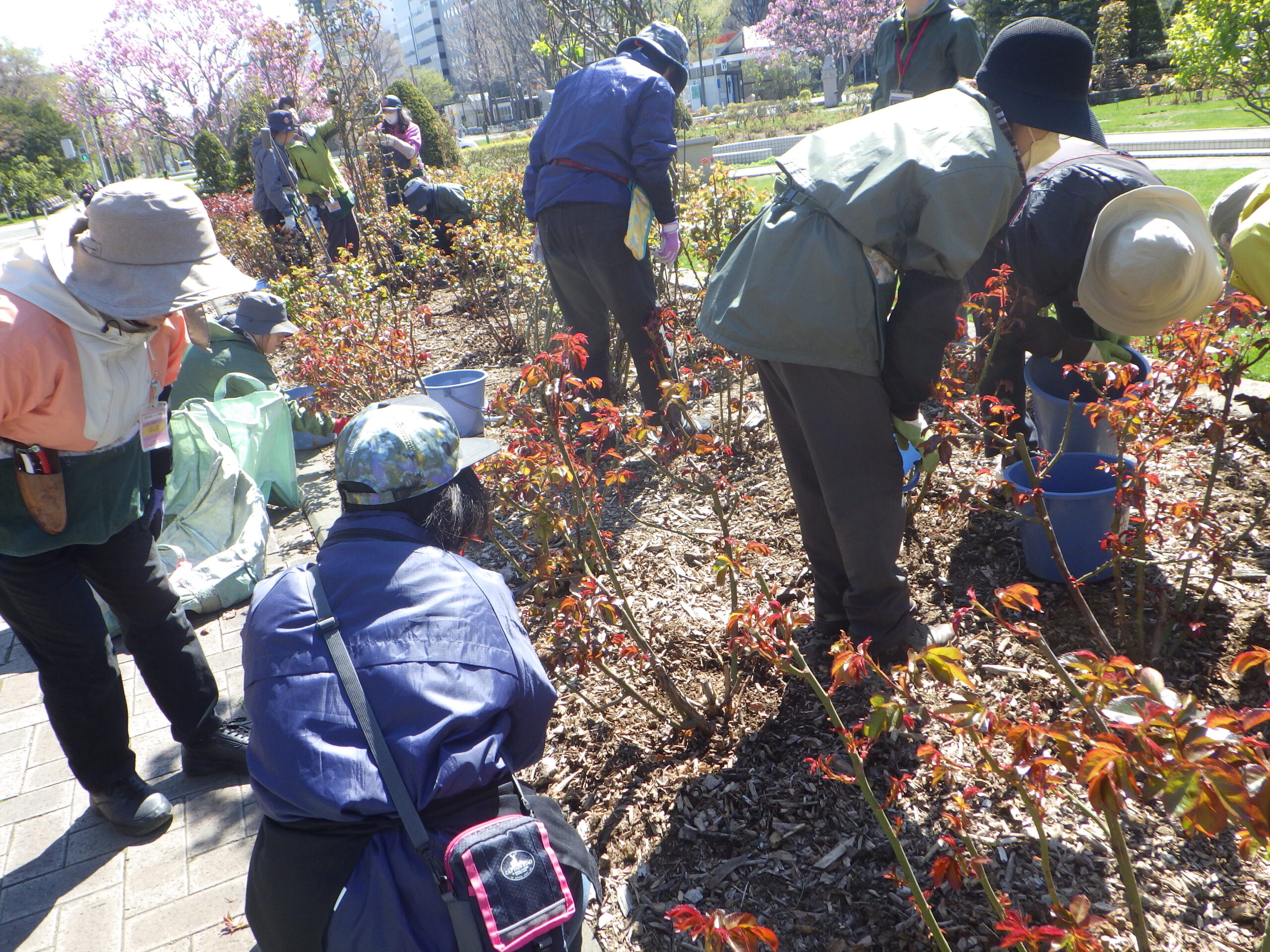 0429バラボランティア