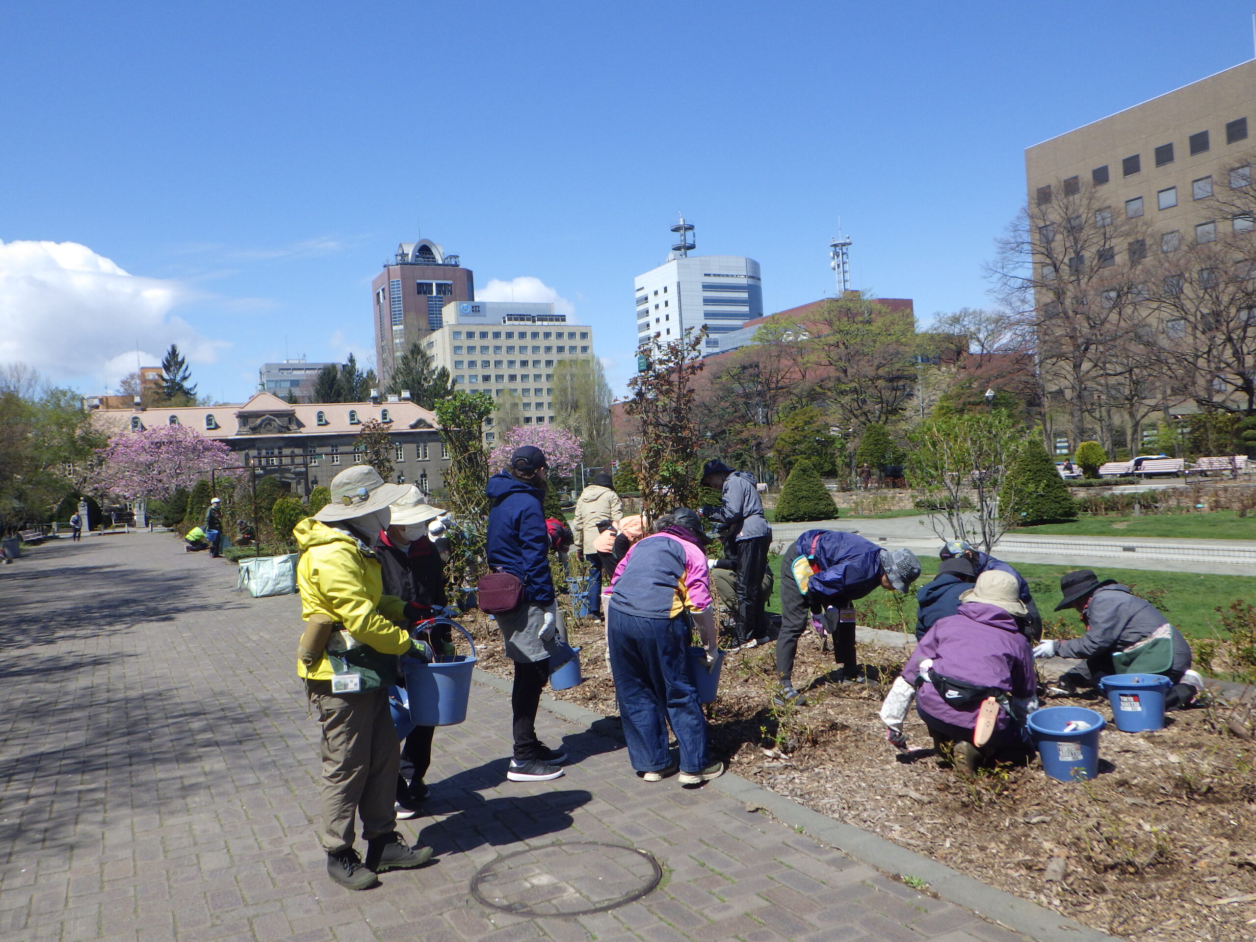 0429バラボランティア