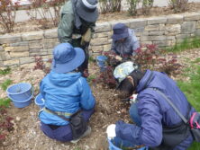 0429バラボランティア