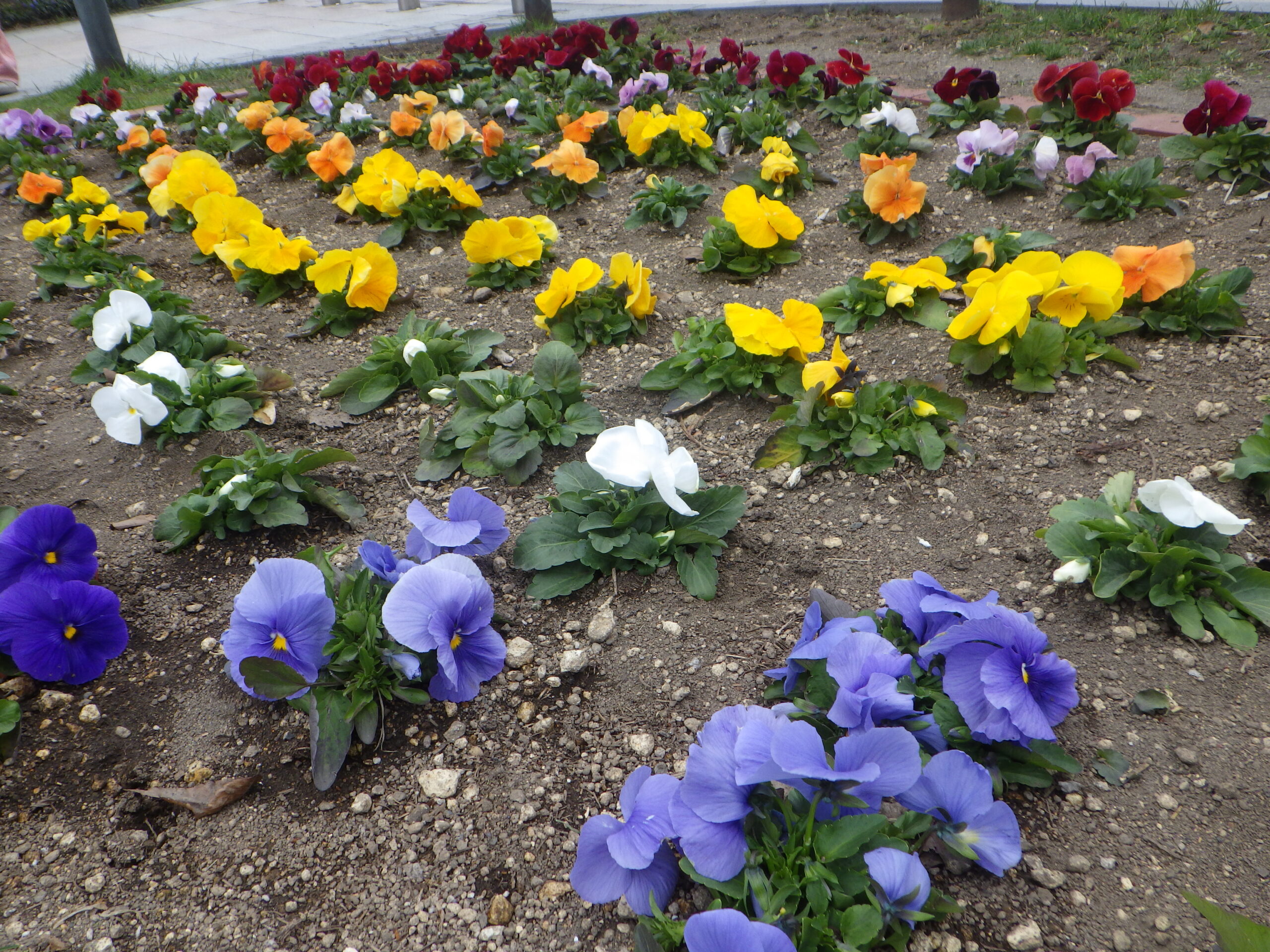 0430シーズネット